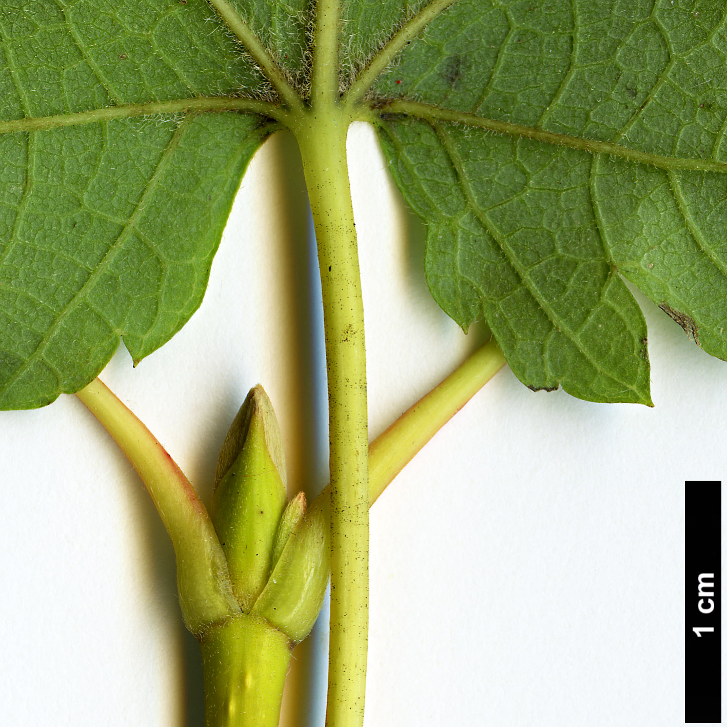 High resolution image: Family: Sapindaceae - Genus: Acer - Taxon: ukurunduense